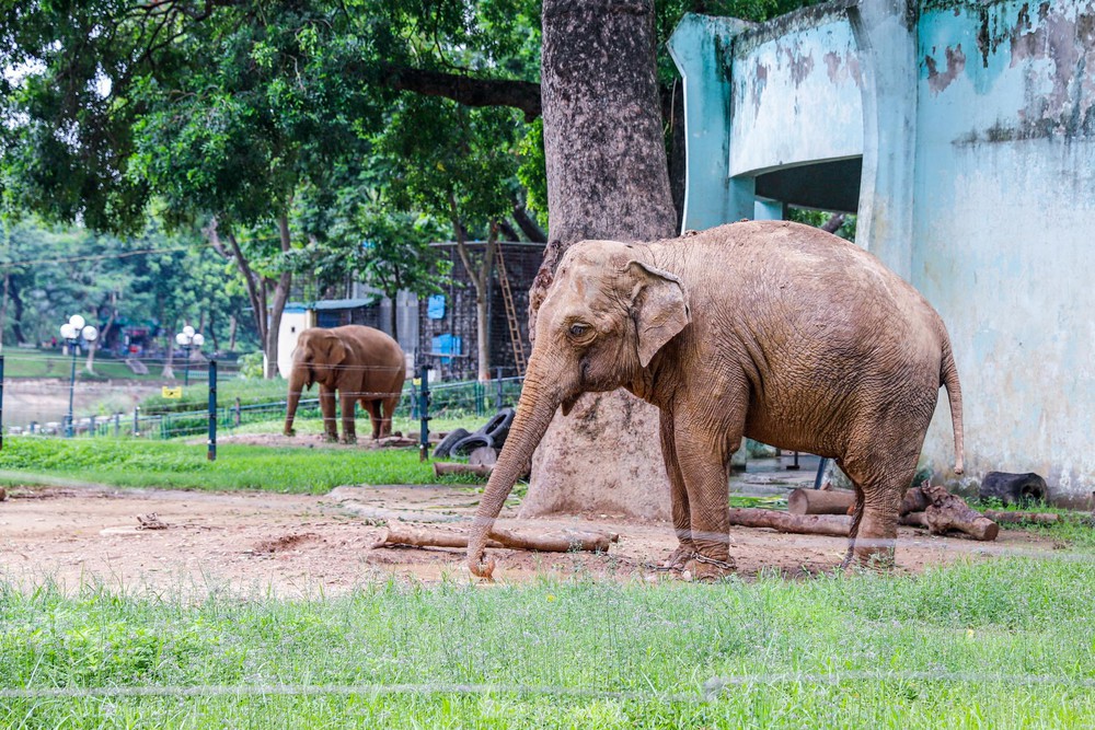 Cận cảnh hai chú voi sống khổ với xiềng xích ở vườn thú Hà Nội - Ảnh 5.