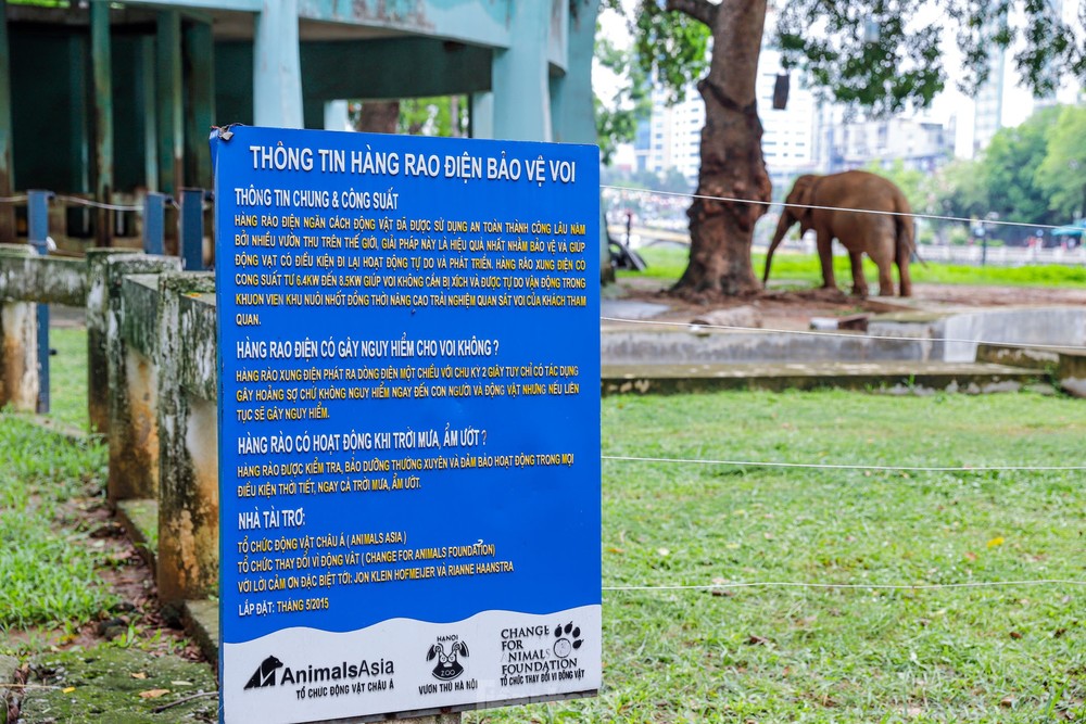 Cận cảnh hai chú voi sống khổ với xiềng xích ở vườn thú Hà Nội - Ảnh 3.