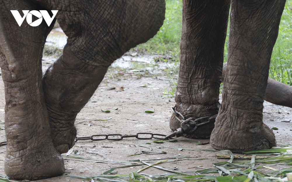 Xót xa hình ảnh 2 con voi bị xiềng xích ở Công viên Thủ Lệ, Hà Nội - Ảnh 12.