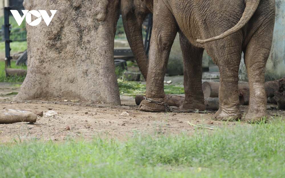 Xót xa hình ảnh 2 con voi bị xiềng xích ở Công viên Thủ Lệ, Hà Nội - Ảnh 3.