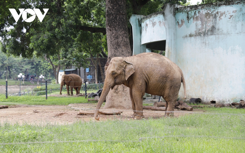 Xót xa hình ảnh 2 con voi bị xiềng xích ở Công viên Thủ Lệ, Hà Nội - Ảnh 2.