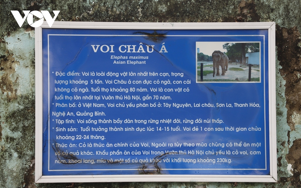 Xót xa hình ảnh 2 con voi bị xiềng xích ở Công viên Thủ Lệ, Hà Nội - Ảnh 11.