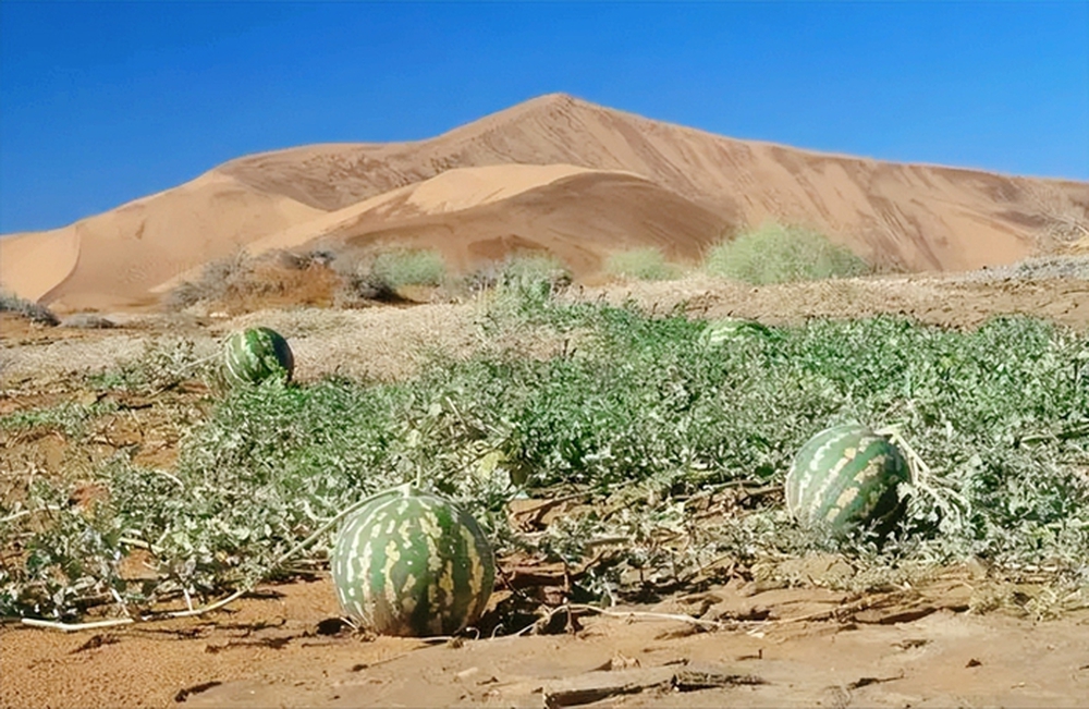 Vì sao không phải ai cũng có thể ăn dưa hấu mọc giữa sa mạc? - Ảnh 8.
