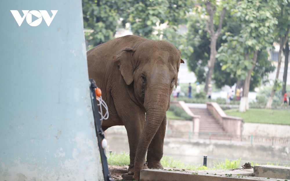 Xót xa hình ảnh 2 con voi bị xiềng xích ở Công viên Thủ Lệ, Hà Nội - Ảnh 10.