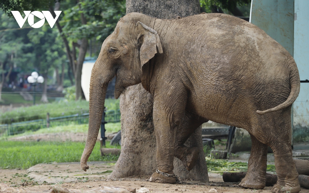 Xót xa hình ảnh 2 con voi bị xiềng xích ở Công viên Thủ Lệ, Hà Nội - Ảnh 9.