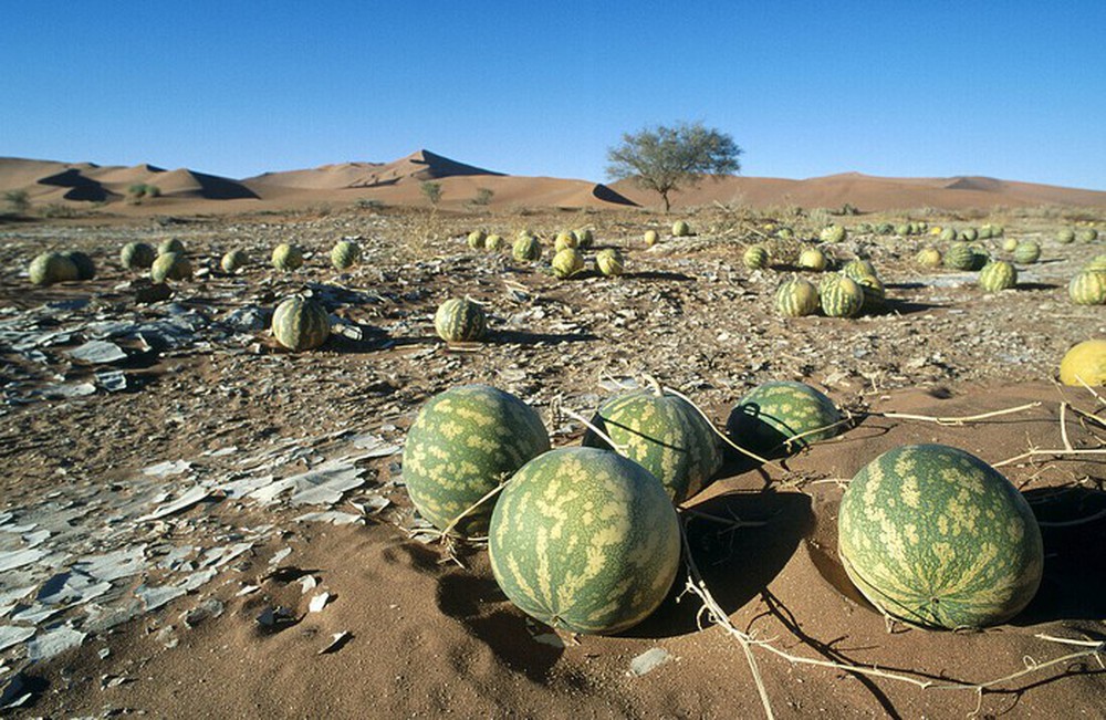 Vì sao không phải ai cũng có thể ăn dưa hấu mọc giữa sa mạc? - Ảnh 4.