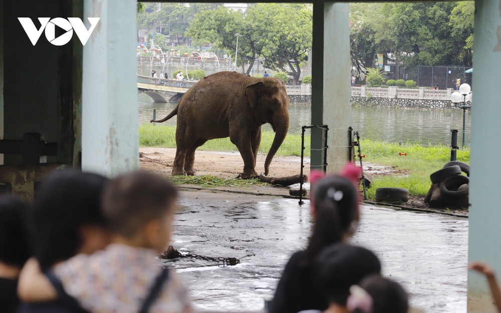 Xót xa hình ảnh 2 con voi bị xiềng xích ở Công viên Thủ Lệ, Hà Nội - Ảnh 8.