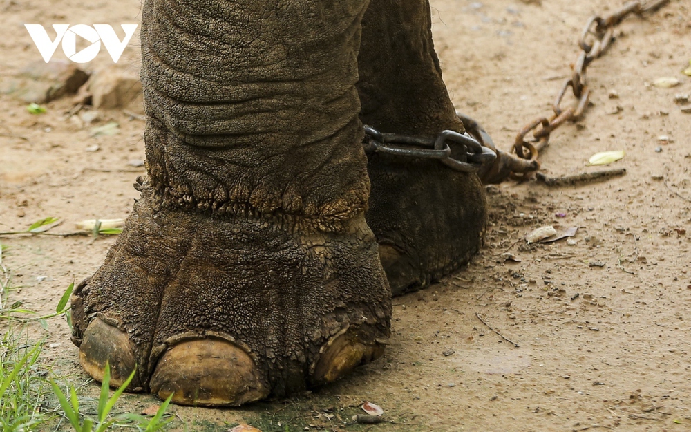 Xót xa hình ảnh 2 con voi bị xiềng xích ở Công viên Thủ Lệ, Hà Nội - Ảnh 7.