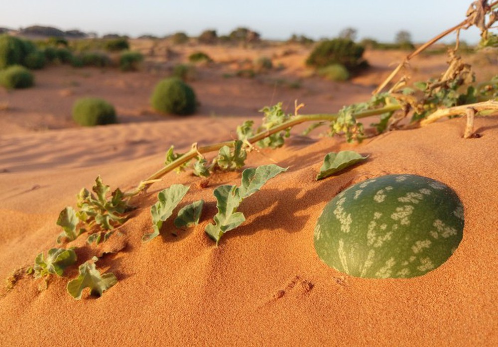 Vì sao không phải ai cũng có thể ăn dưa hấu mọc giữa sa mạc? - Ảnh 1.