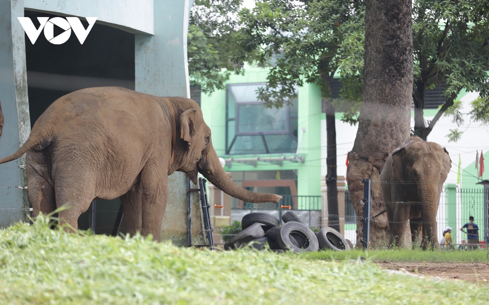 Xót xa hình ảnh 2 con voi bị xiềng xích ở Công viên Thủ Lệ, Hà Nội - Ảnh 6.