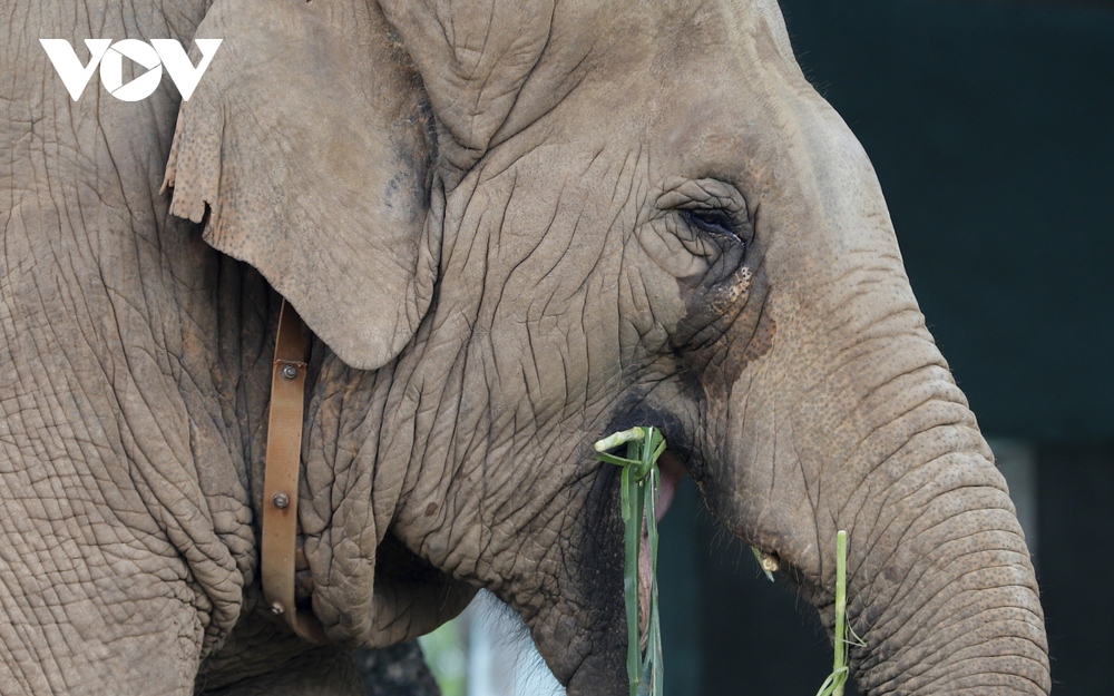 Xót xa hình ảnh 2 con voi bị xiềng xích ở Công viên Thủ Lệ, Hà Nội - Ảnh 4.