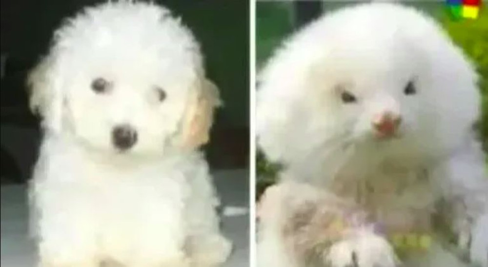 Người đàn ông chi 4 triệu đồng mua 2 con chó Poodle, lúc đi khám mới ngớ người: Đây không phải chó! - Ảnh 1.