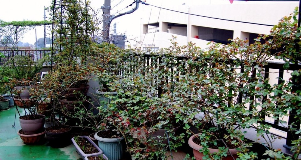 Khu vườn hoa hồng trĩu bông trên sân thượng của cô sinh viên - Ảnh 4.