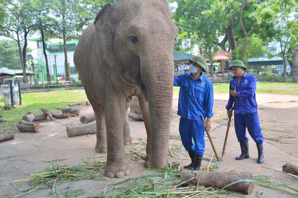 Lãnh đạo Vườn thú Hà Nội thông tin mới về 2 con voi bị xích chân - Ảnh 4.