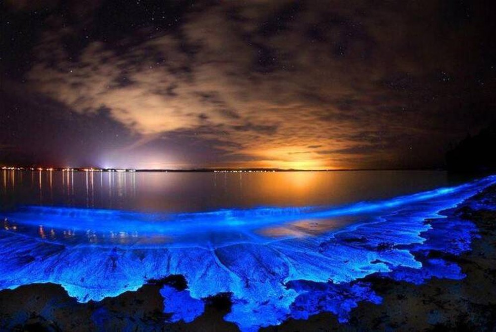 Bí ẩn về hiện tượng biển sao của Maldives - Ảnh 1.