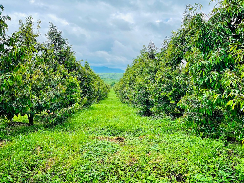 Bầu Đức và 1.200ha sầu riêng: 1 đồng vốn 5 đồng lời, nếu xưa có “cò đất” thì nay nhan nhản “cò sầu riêng” - Ảnh 3.