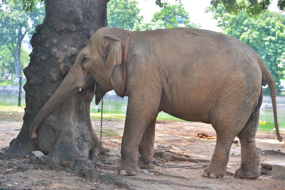 Lãnh đạo Vườn thú Hà Nội thông tin mới về 2 con voi bị xích chân - Ảnh 2.