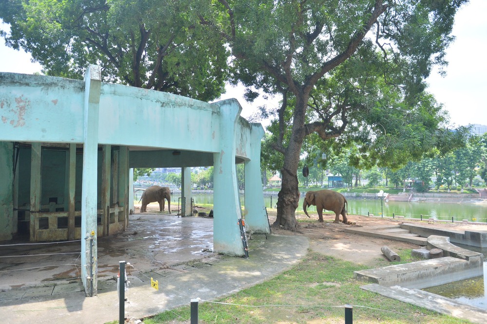 Lãnh đạo Vườn thú Hà Nội thông tin mới về 2 con voi bị xích chân - Ảnh 1.