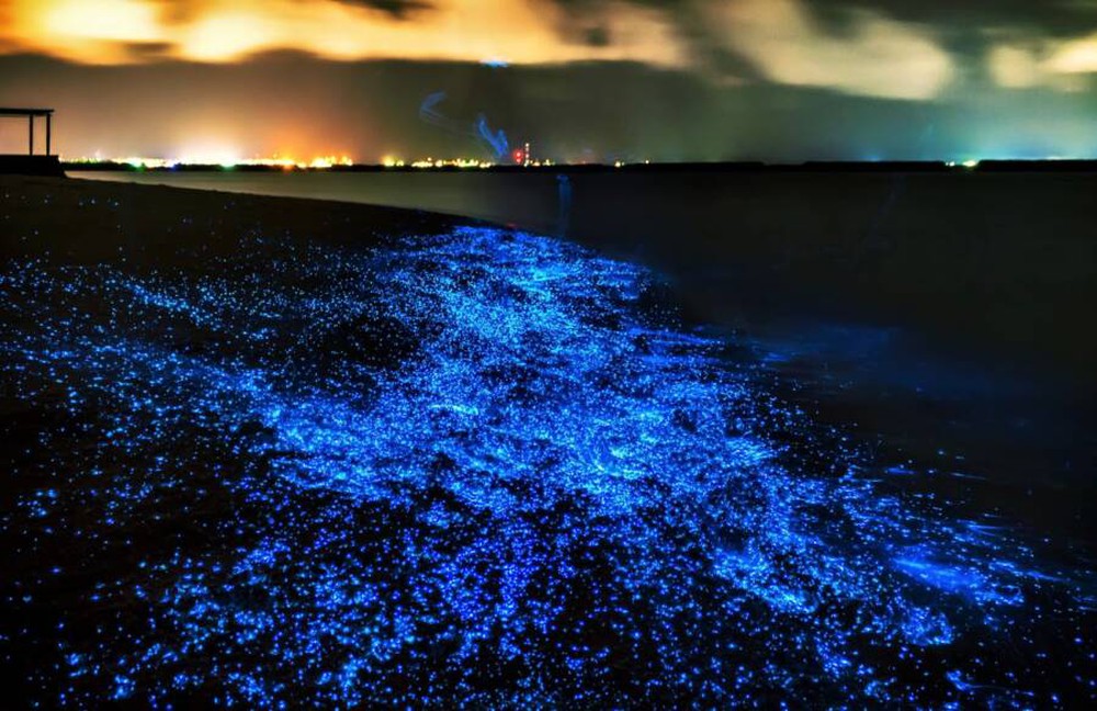 Bí ẩn về hiện tượng biển sao của Maldives - Ảnh 10.