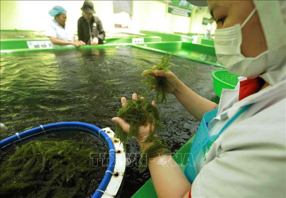 Trang trại rong biển - một mũi tên trúng nhiều đích - Ảnh 3.