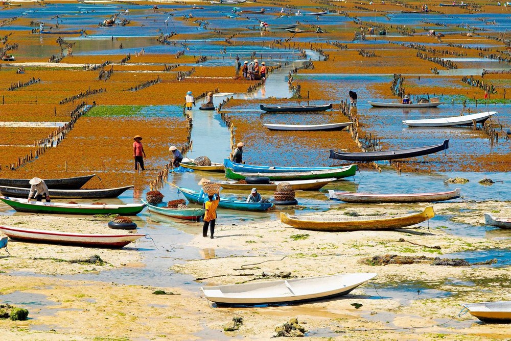 Trang trại rong biển - một mũi tên trúng nhiều đích - Ảnh 1.