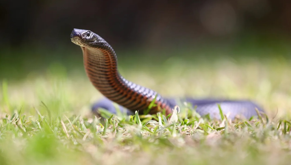 Mùa rắn độc tới sớm khi Australia trải qua nhiệt độ cao bất thường - Ảnh 1.