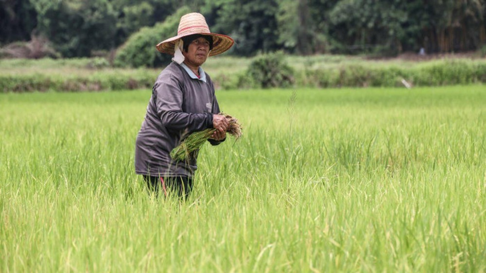 Hỗn loạn sau lệnh cấm xuất khẩu gạo: Láng giềng Việt Nam hứng chịu đầu tiên - Ảnh 1.