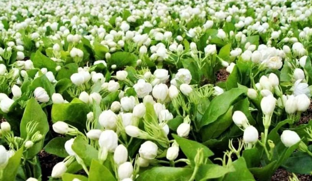 ‘Ngọc trắng’ phổ biến ở Việt Nam sang nước ngoài là vật quý, bán hơn 500 nghìn/kg, phần chiết xuất còn lên tới hơn 100 triệu đồng/lít: Bí quyết nằm ở quy trình sản xuất đặc biệt - Ảnh 2.