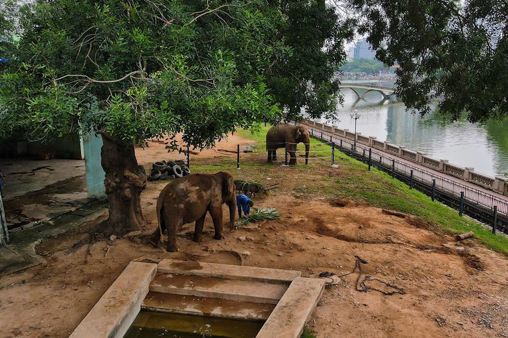 Người dân phấn khởi khi hai con voi ở Vườn thú Hà Nội đã được đi lại tự do - Ảnh 13.