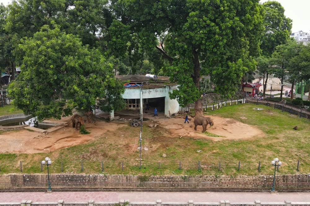 Người dân phấn khởi khi hai con voi ở Vườn thú Hà Nội đã được đi lại tự do - Ảnh 8.