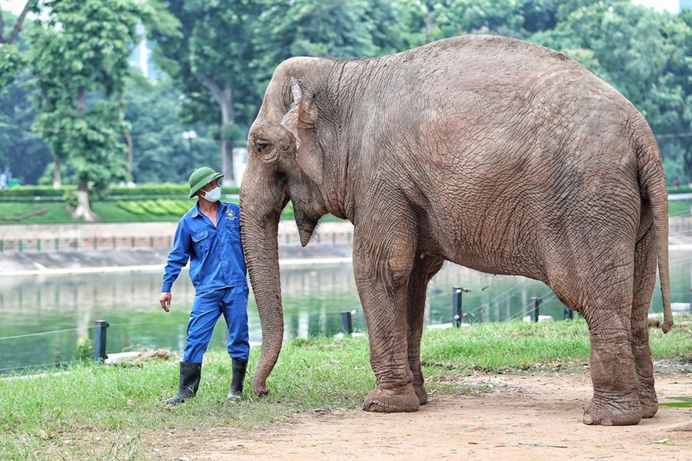 Người dân phấn khởi khi hai con voi ở Vườn thú Hà Nội đã được đi lại tự do - Ảnh 4.
