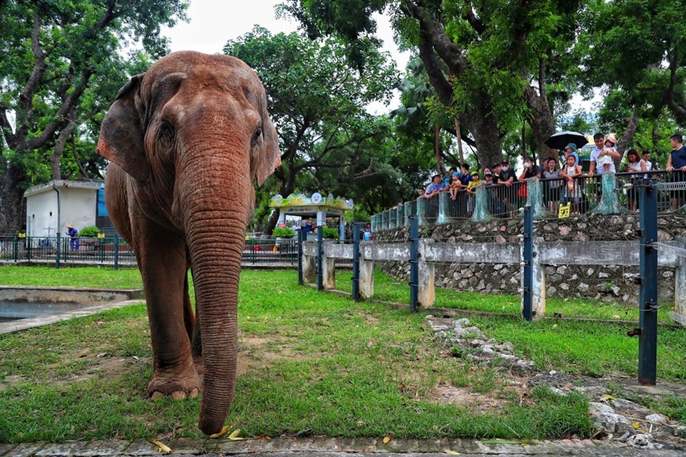 Người dân phấn khởi khi hai con voi ở Vườn thú Hà Nội đã được đi lại tự do - Ảnh 2.