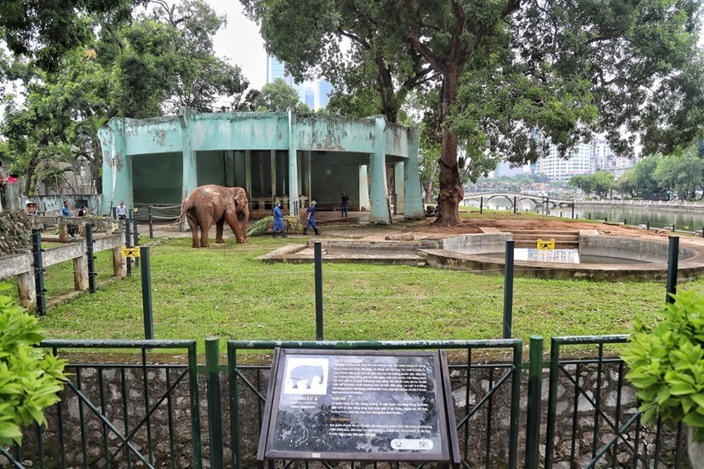 Người dân phấn khởi khi hai con voi ở Vườn thú Hà Nội đã được đi lại tự do - Ảnh 1.