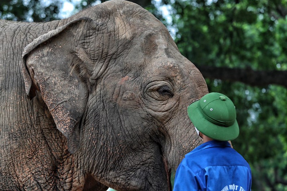 Người dân phấn khởi khi hai con voi ở Vườn thú Hà Nội đã được đi lại tự do - Ảnh 12.