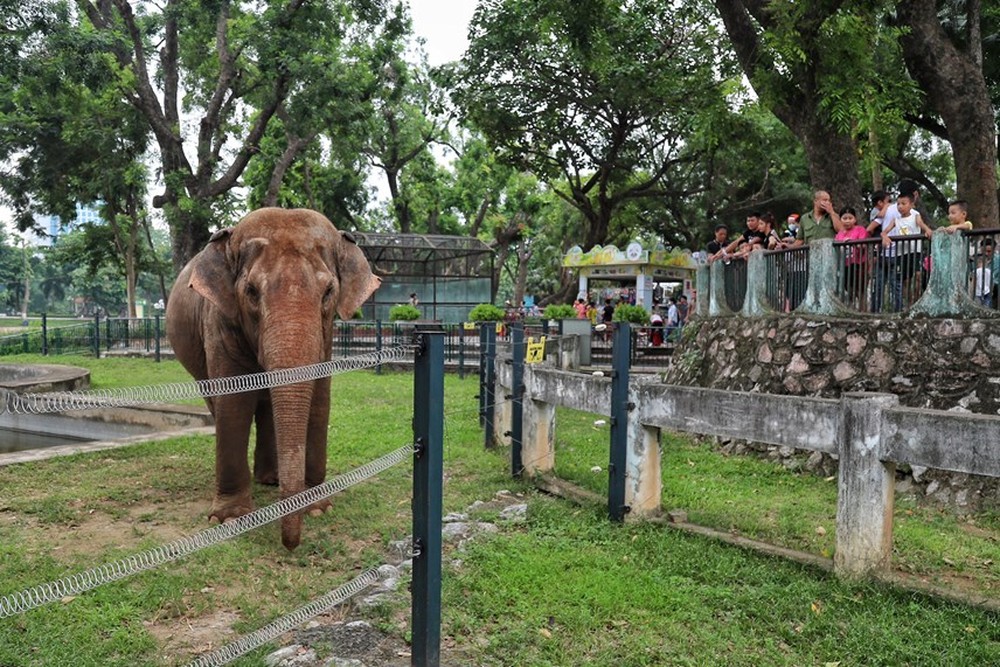 Người dân phấn khởi khi hai con voi ở Vườn thú Hà Nội đã được đi lại tự do - Ảnh 11.