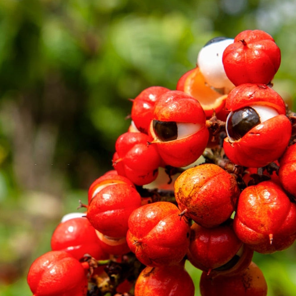 Loại hạt chứa nhiều caffein nhất không phải là cà phê - Ảnh 1.
