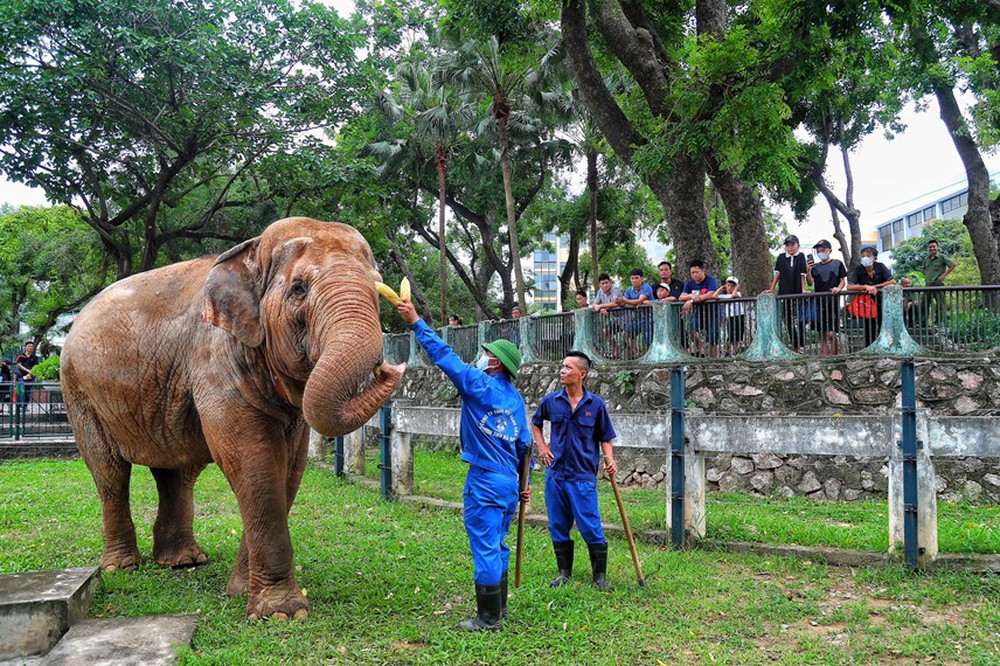 Người dân phấn khởi khi hai con voi ở Vườn thú Hà Nội đã được đi lại tự do - Ảnh 9.