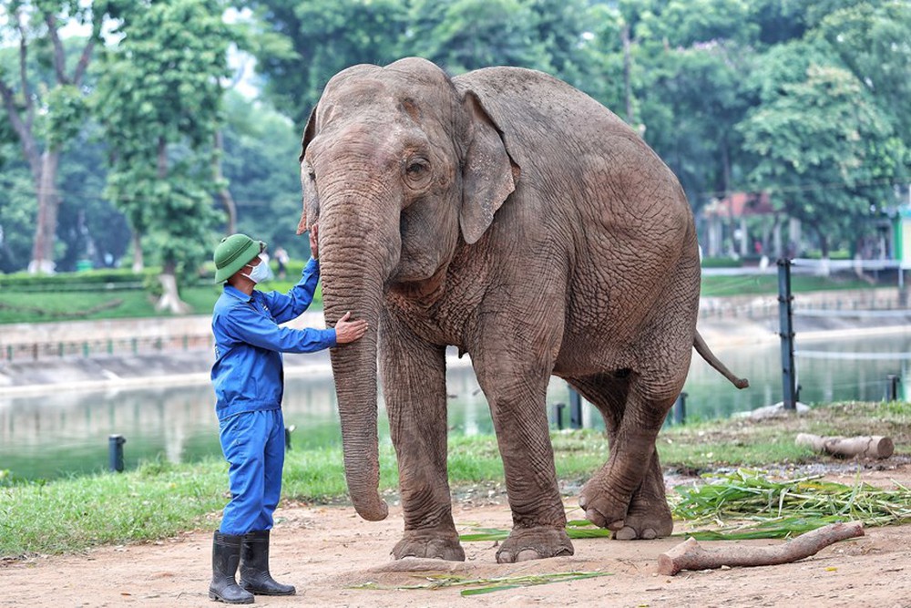 Người dân phấn khởi khi hai con voi ở Vườn thú Hà Nội đã được đi lại tự do - Ảnh 7.