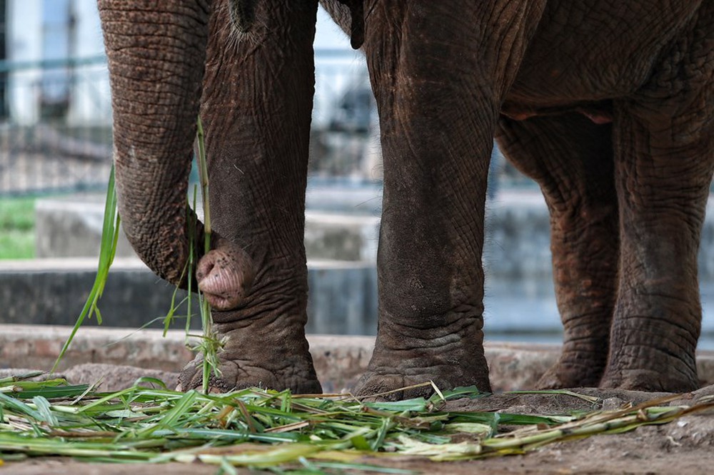 Người dân phấn khởi khi hai con voi ở Vườn thú Hà Nội đã được đi lại tự do - Ảnh 5.