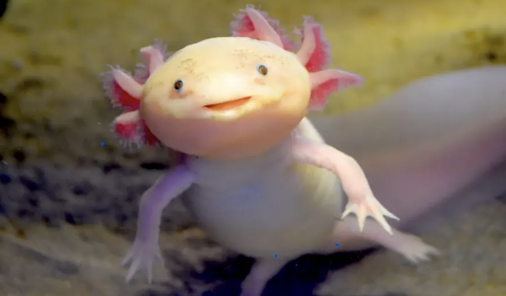 Axolotl giá tốt giảm giá đến 40  Tháng 8 2023  Mua Ngay  Tiki