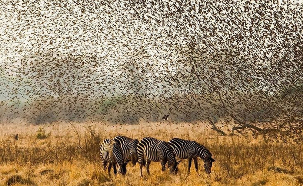 Điều gì sẽ xảy ra nếu 200.000 con chim sẻ điên châu Phi đồng loạt tấn công voi? - Ảnh 8.