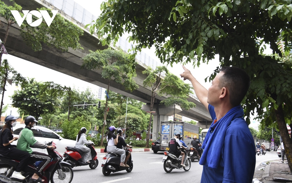 Hàng loạt cây xanh Hà Nội khó phát triển vì “đụng trần” đường trên cao - Ảnh 4.