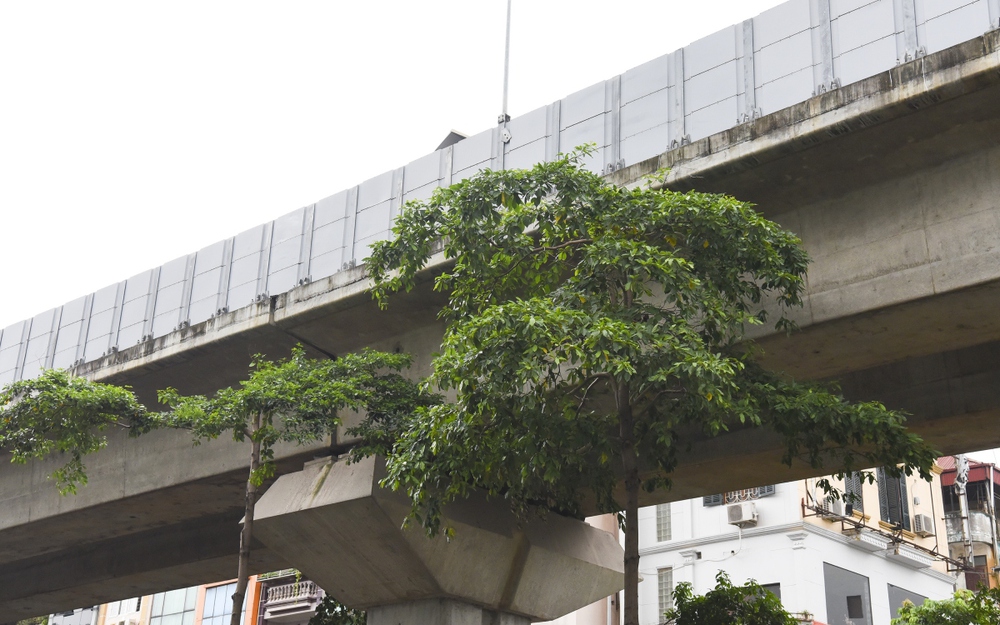 Hàng loạt cây xanh Hà Nội khó phát triển vì “đụng trần” đường trên cao - Ảnh 3.