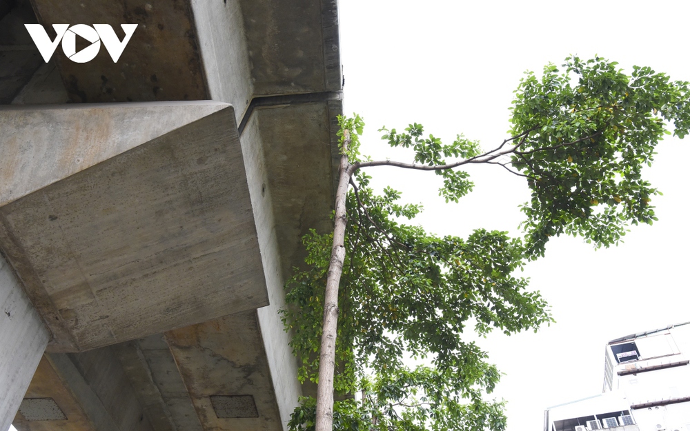 Hàng loạt cây xanh Hà Nội khó phát triển vì “đụng trần” đường trên cao - Ảnh 2.
