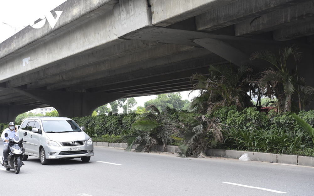 Hàng loạt cây xanh Hà Nội khó phát triển vì “đụng trần” đường trên cao - Ảnh 12.