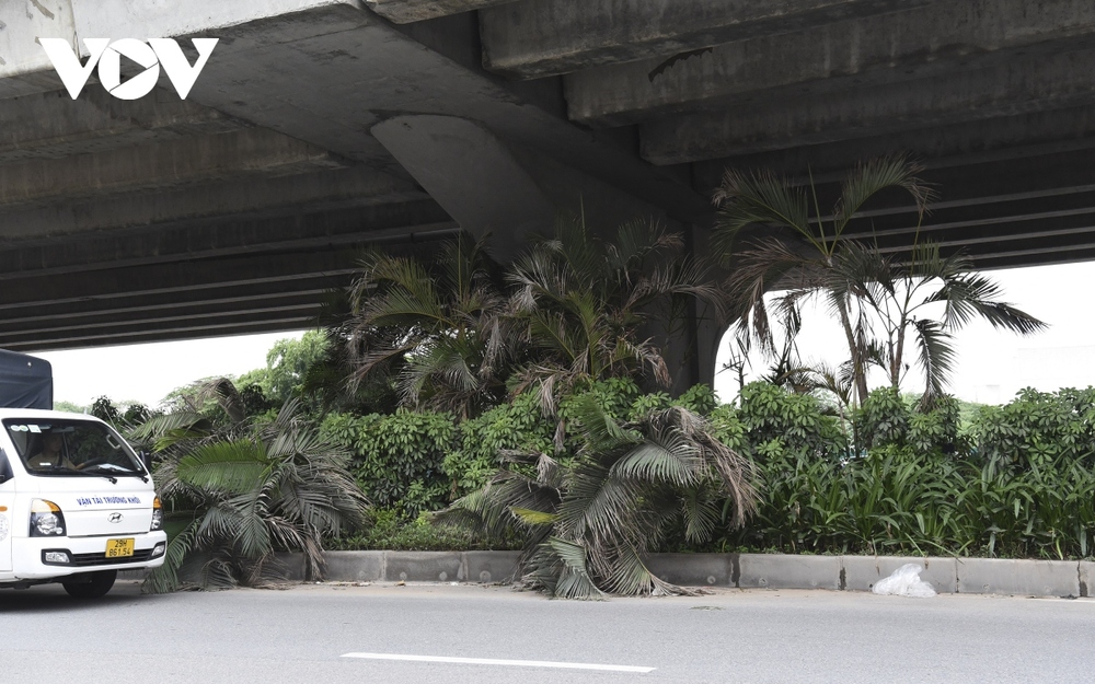 Hàng loạt cây xanh Hà Nội khó phát triển vì “đụng trần” đường trên cao - Ảnh 11.