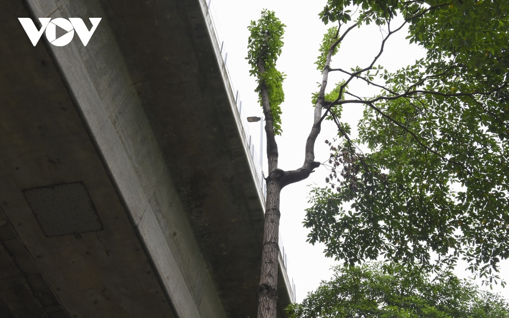 Hàng loạt cây xanh Hà Nội khó phát triển vì “đụng trần” đường trên cao - Ảnh 10.