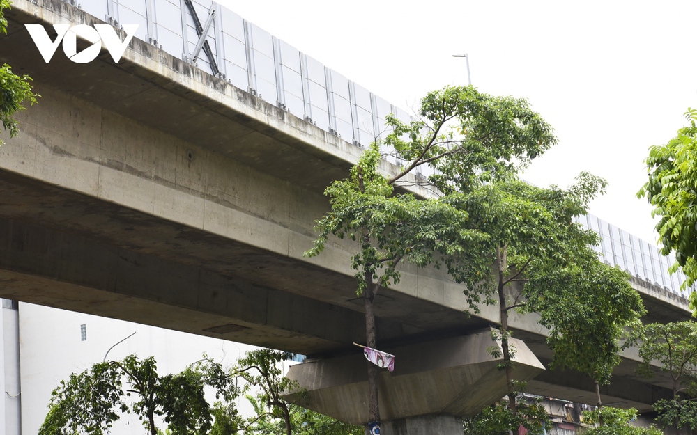 Hàng loạt cây xanh Hà Nội khó phát triển vì “đụng trần” đường trên cao - Ảnh 8.