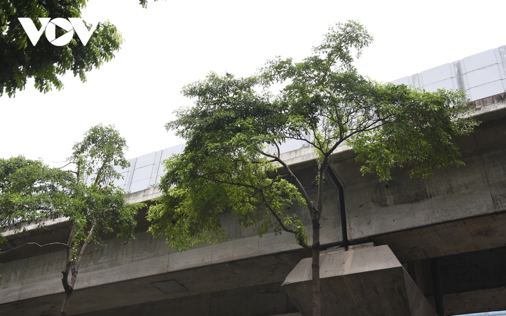 Hàng loạt cây xanh Hà Nội khó phát triển vì “đụng trần” đường trên cao - Ảnh 5.