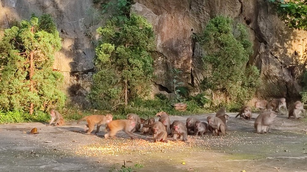 Khám phá ngôi chùa có bầy khỉ hoang hàng trăm con ở Thanh Hóa - Ảnh 9.